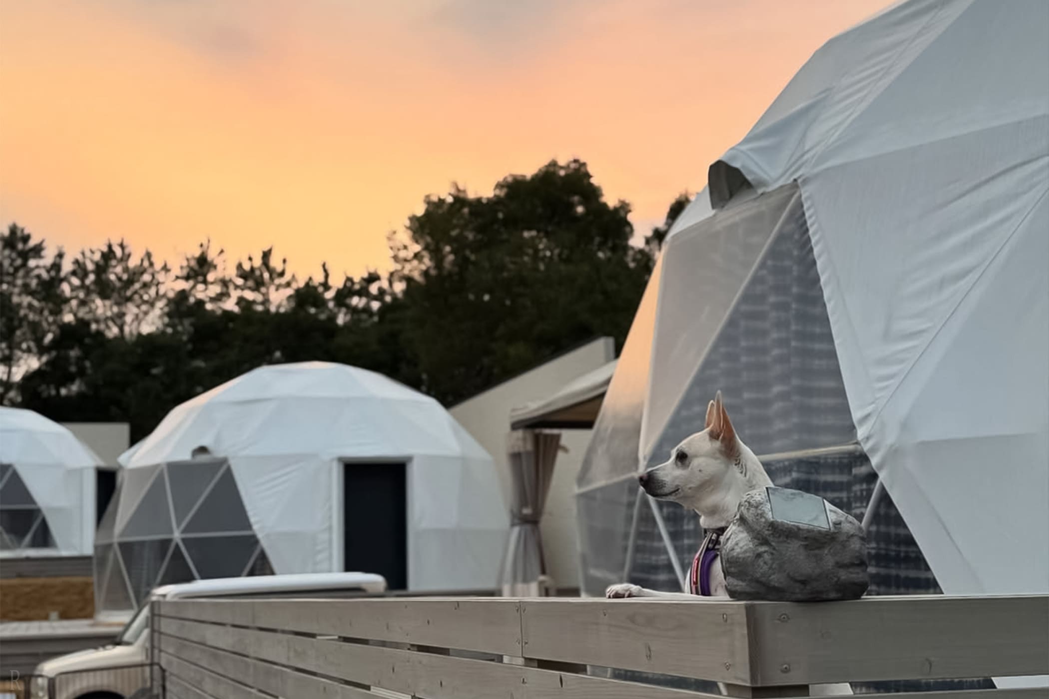 鹿児島グランピング　ナプーカラのドームと犬