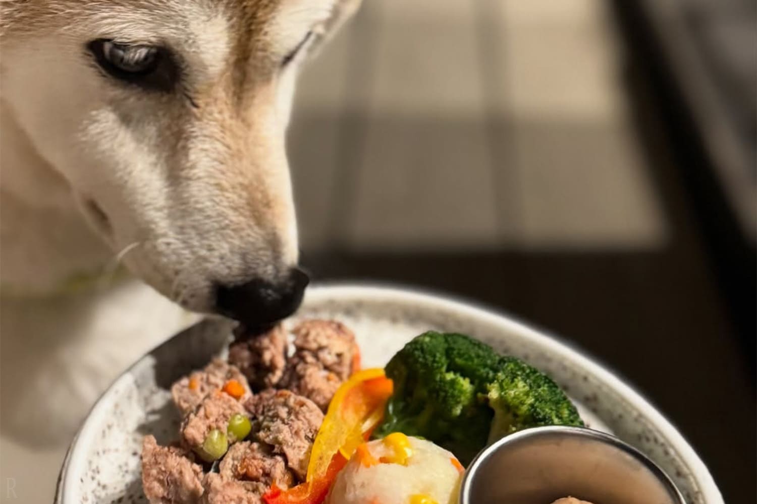 夕食付プランの方には愛犬用ごはんも