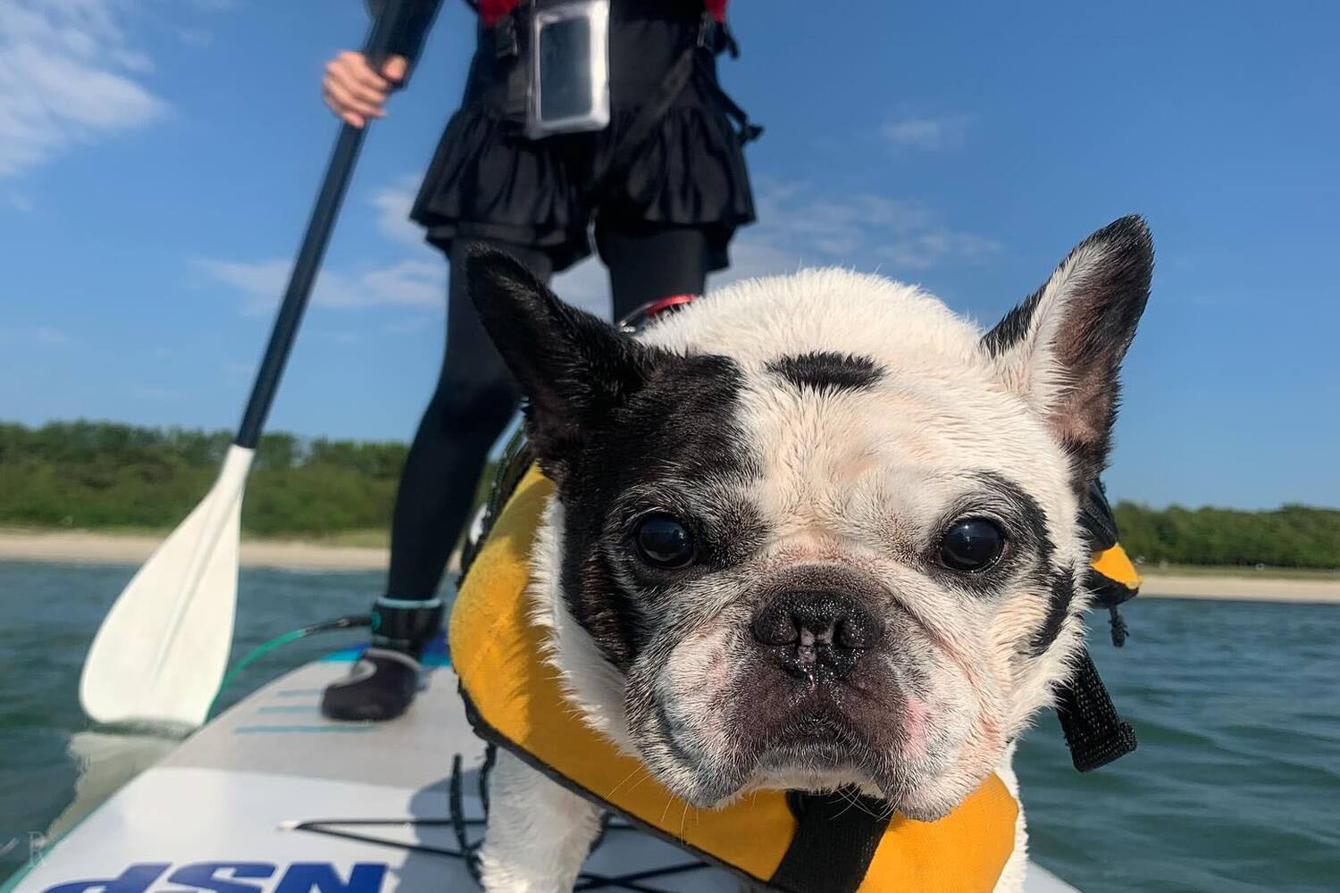 愛犬と一緒にSUP