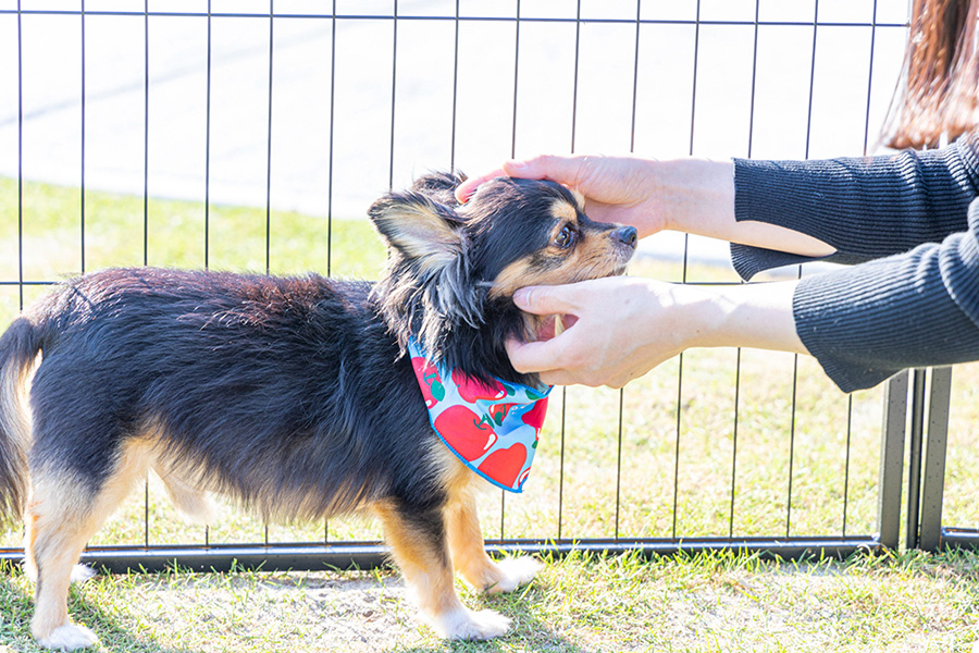 愛犬と宿泊できるドッグドーム